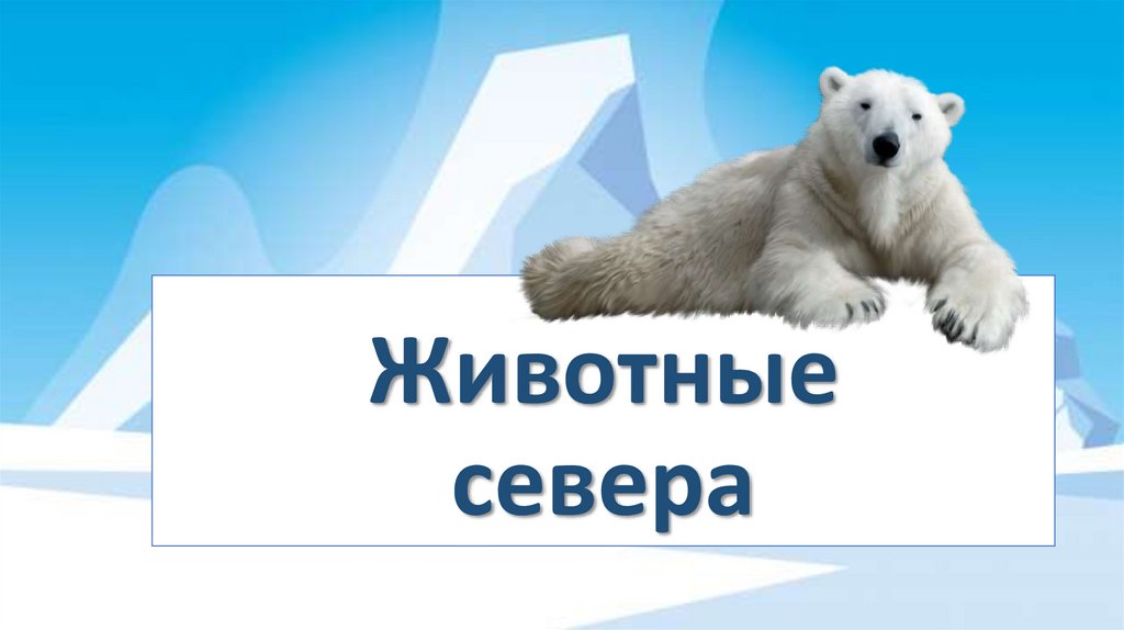 Консультация животные севера