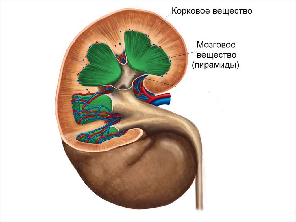 Синус почки фото