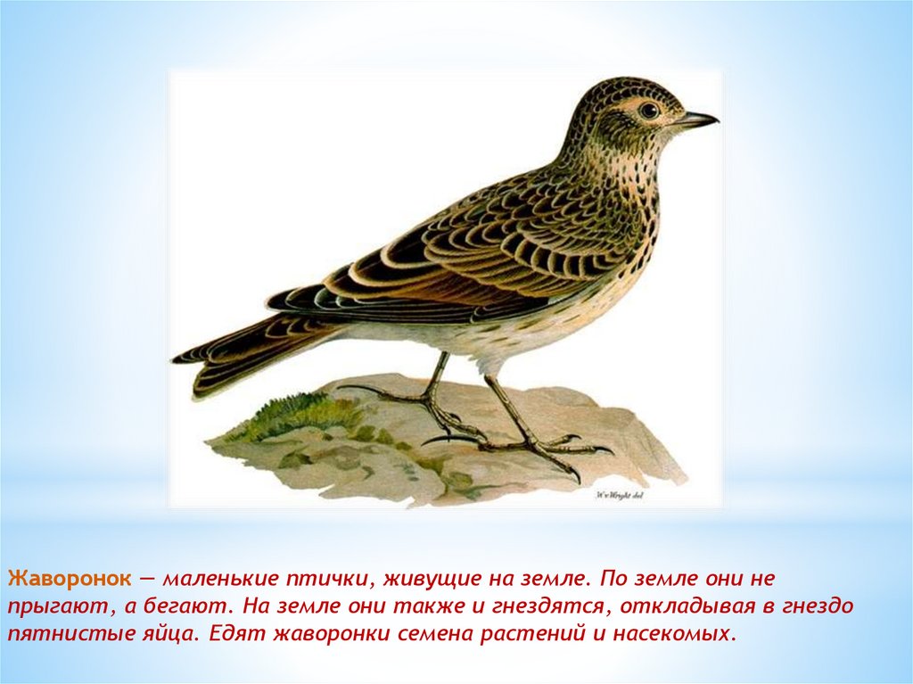 Перелетные птицы башкирии фото и названия презентация