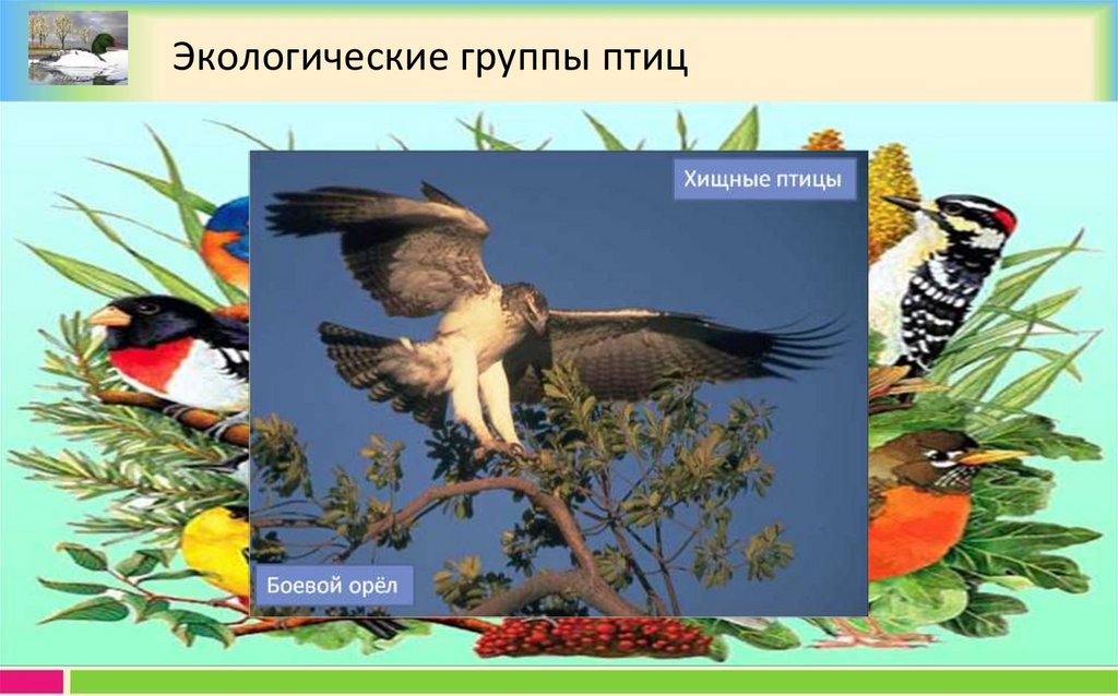 Экологические птицы. Многообразие птиц. Экологические группы птиц презентация. Экологические группы птиц 8 класс.