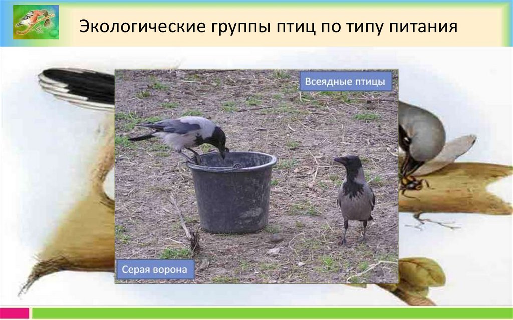 Окружающая среда и птицы. Птицы экологические группы птиц. Экологические группы птиц по типу питания. Экологические группы по питанию. Ворона экологическая группа.