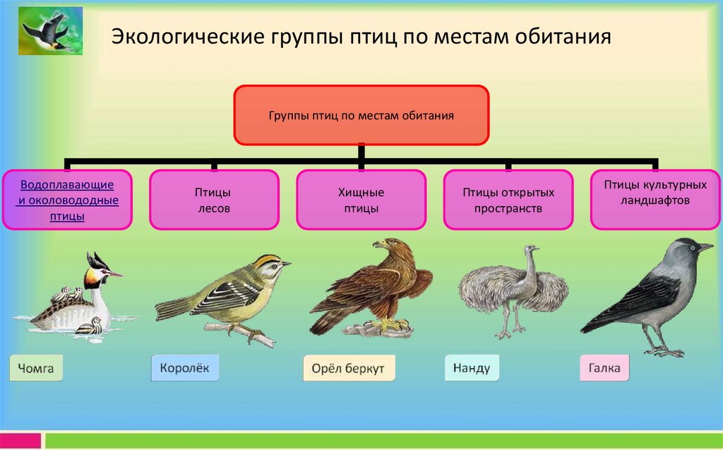 Какие птицы пищат. Экологические группы птиц. Экологические группы Пти. Экологические группы птиц птиц. Экологическая классификация птиц.