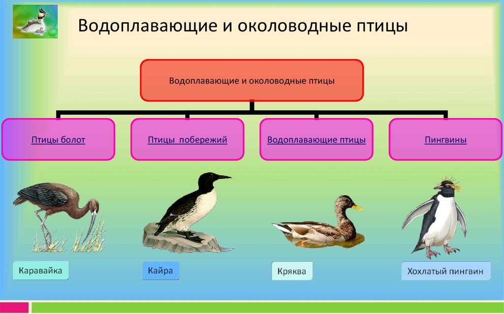 Костные птицы примеры. Экологическая группа водоплавающие птицы. Водные и околоводные птицы. Приспособления водоплавающих птиц. Экологические группы птиц.