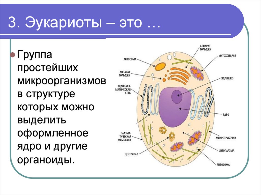 Клетка организма имеет оформленное ядро грибы. Строение клетки 5 класс биология эукариот. Схема строения эукариотной клетки. Схема клетки эукариот. Строение клетки эукариот схема.