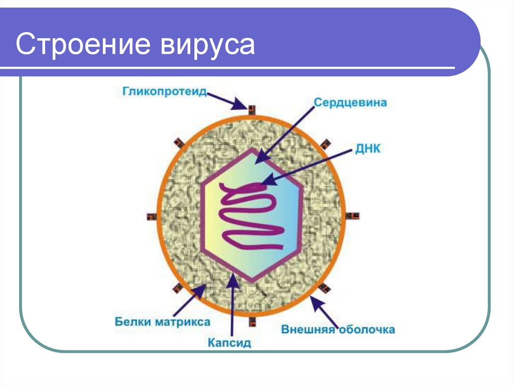 Есть ли у вирусов клетки. Схема строения клетки вируса. Структура вируса схема. Строение вируса 5 класс биология. Строение клетки и строение вируса.