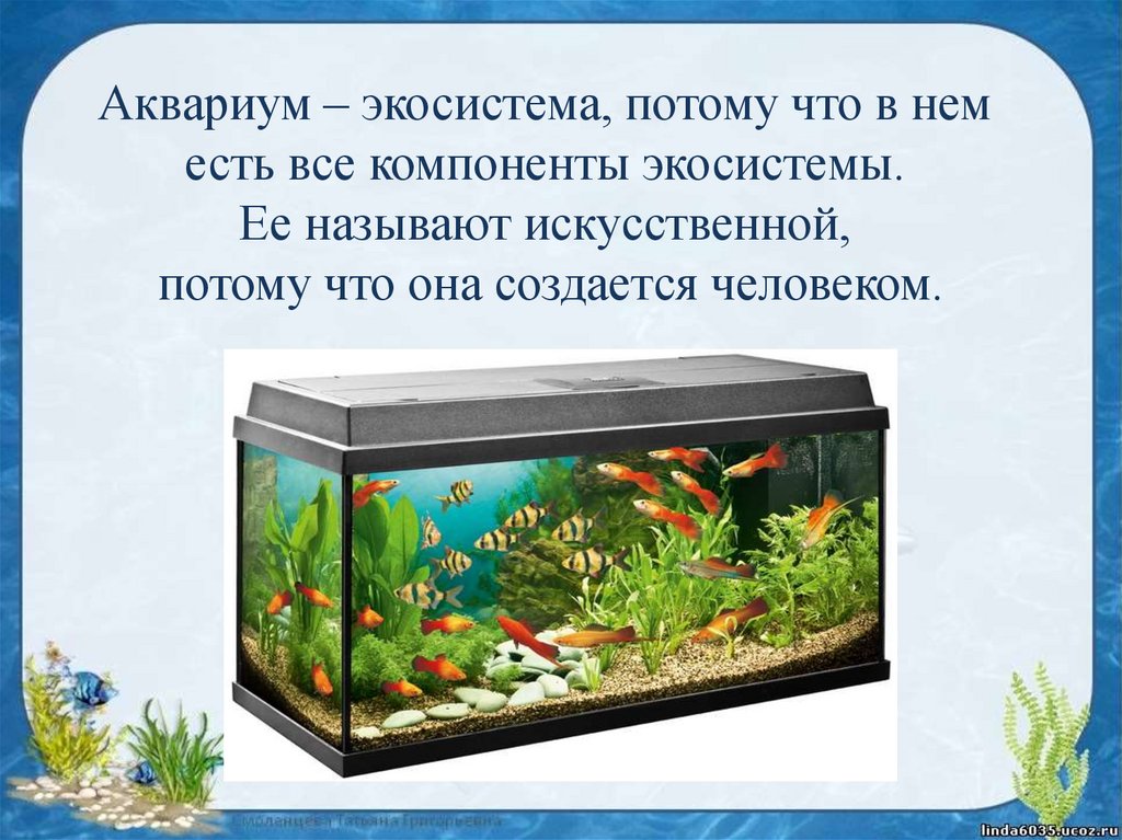 Какая вода нужна рыбам. Аквариум искусственная экосистема. Аквариум маленькая искусственная экосистема. Искусственный биогеоценоз аквариум. Экко система аквариума.