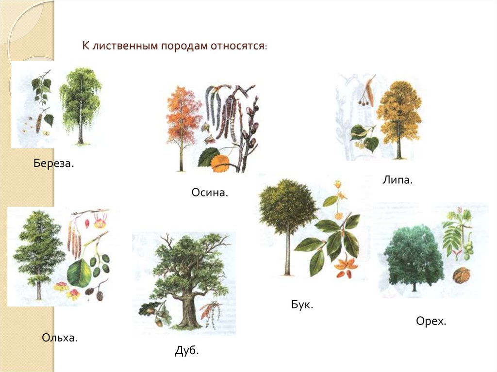 Осина какая порода. Береза и осина это породы деревьев. Береза относится к лиственным породам. Лиственные породы древесины. Листвигые породы древесин.