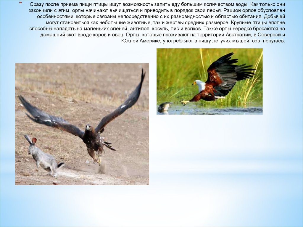 Сообщение об орле. Смешанный вид питания птицы. 22 Интересных факта об орлах. Притча об Орле и вороне.
