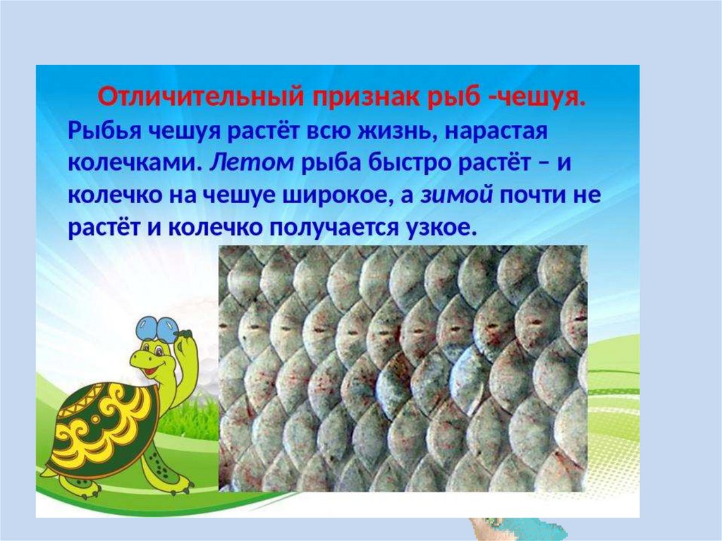 Человек в рыбьей чешуе. Чешуя рыбы. Рыбы презентация 1 класс. Рыбья чешуя рыба. Урок рыбы 1 класс школа России.