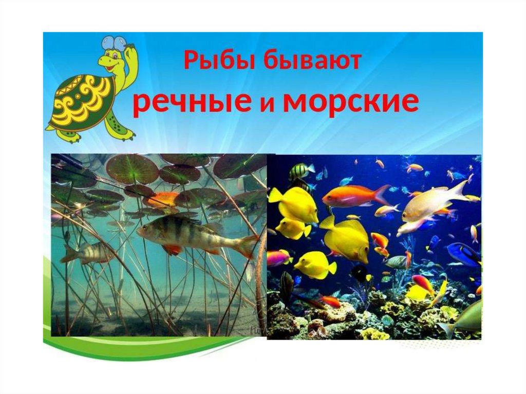 Кто такие рыбы презентация 1 класс. Презентация какие бывают рыбы. Какие бывают рыбы 1 класс. Морской Речной бывает он. Бывает год рыбы.