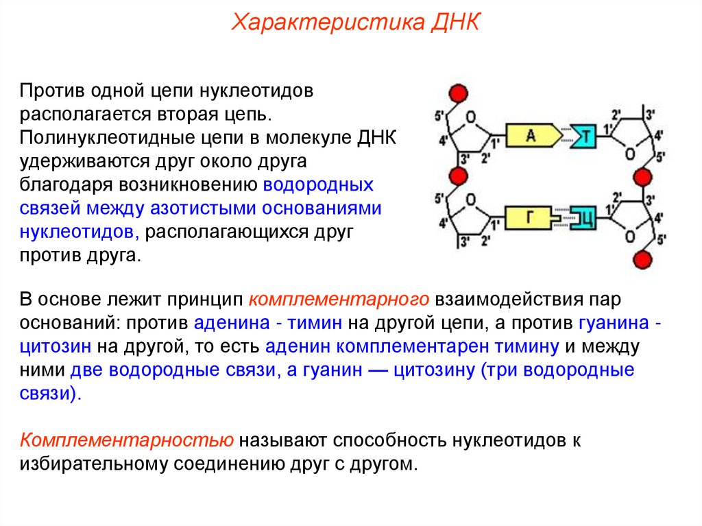 На фрагменте одной цепи днк нуклеотиды расположены в последовательности ттцагатгцата нарисуйте схему