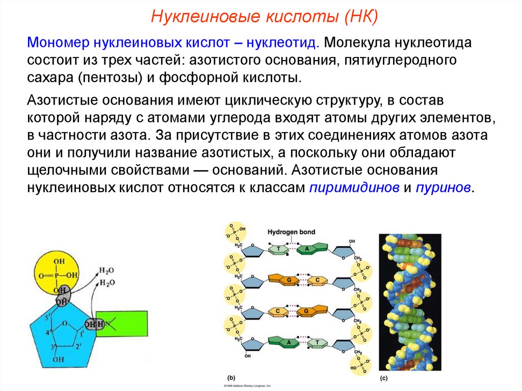 Мономеры молекулы днк и рнк. Мономер неклеиноыых Уилоты. Мономеры нуклеиновых кислот. Нуклеотиды мономеры нуклеиновых кислот. Нуклеиновые кислоты и их мономеры.