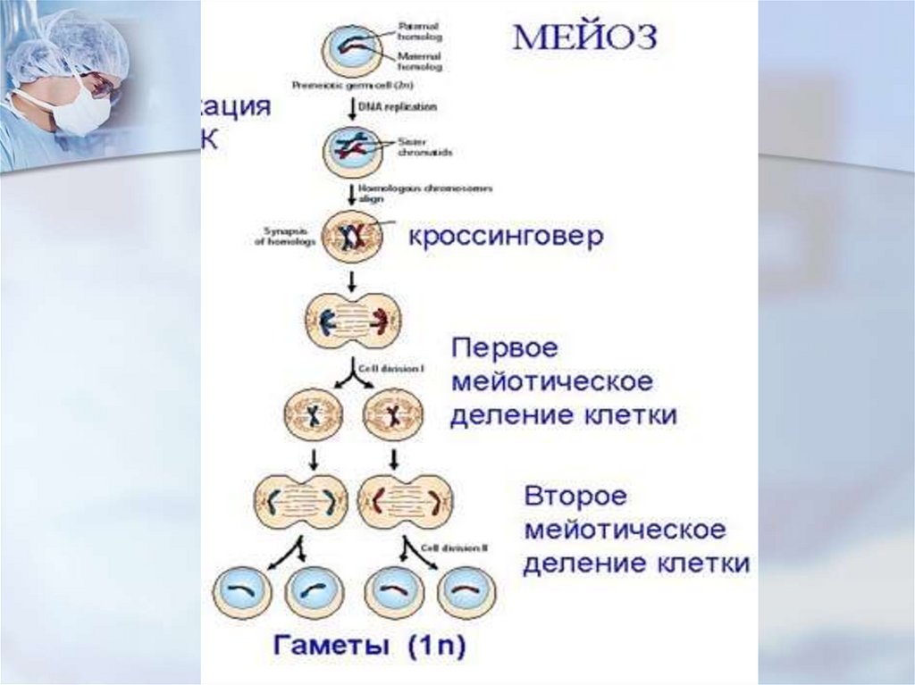 Презентация по теме мейоз 10 класс