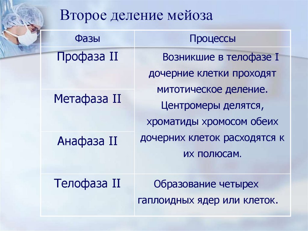 Мейоз презентация 10 класс