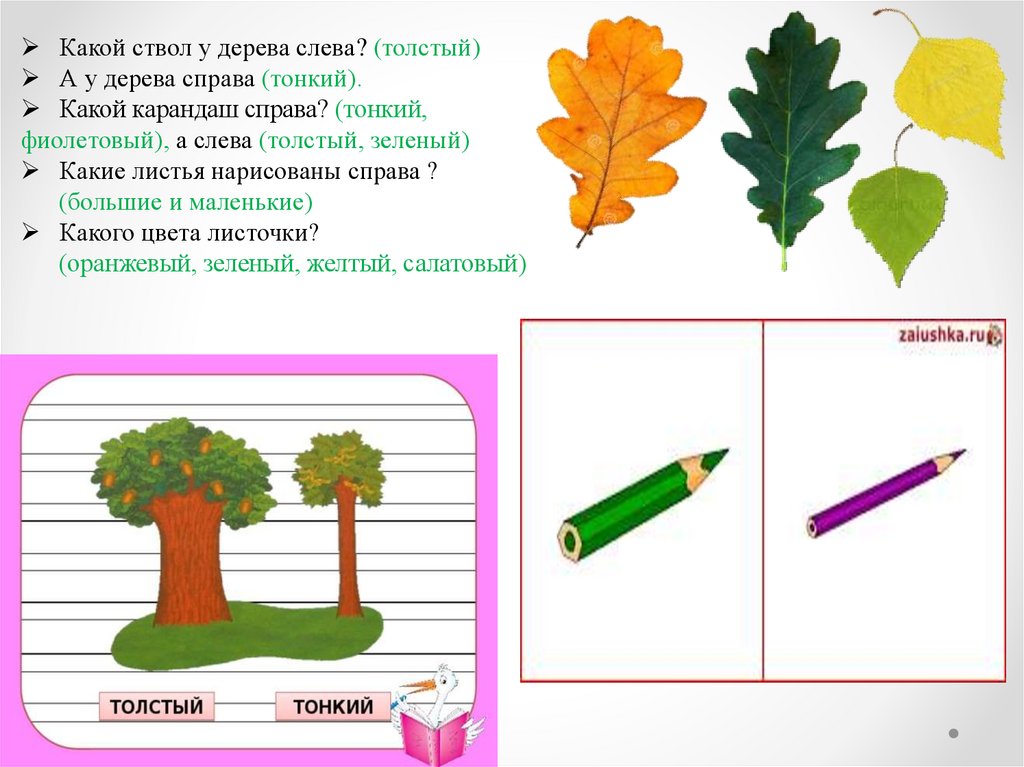 Конспект урока толстый и тонкий