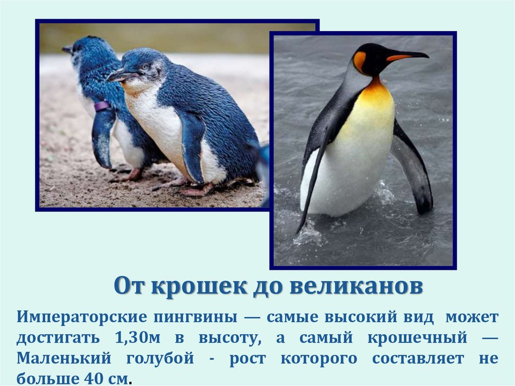 У какого пингвина всегда есть действие. Пингвины презентация. Презентация Пингвин Информатика. Окончание презентации пингвины. Разказ про отряд Пингвин биология 7 класс.