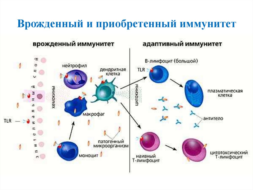 Схема иммунной реакции