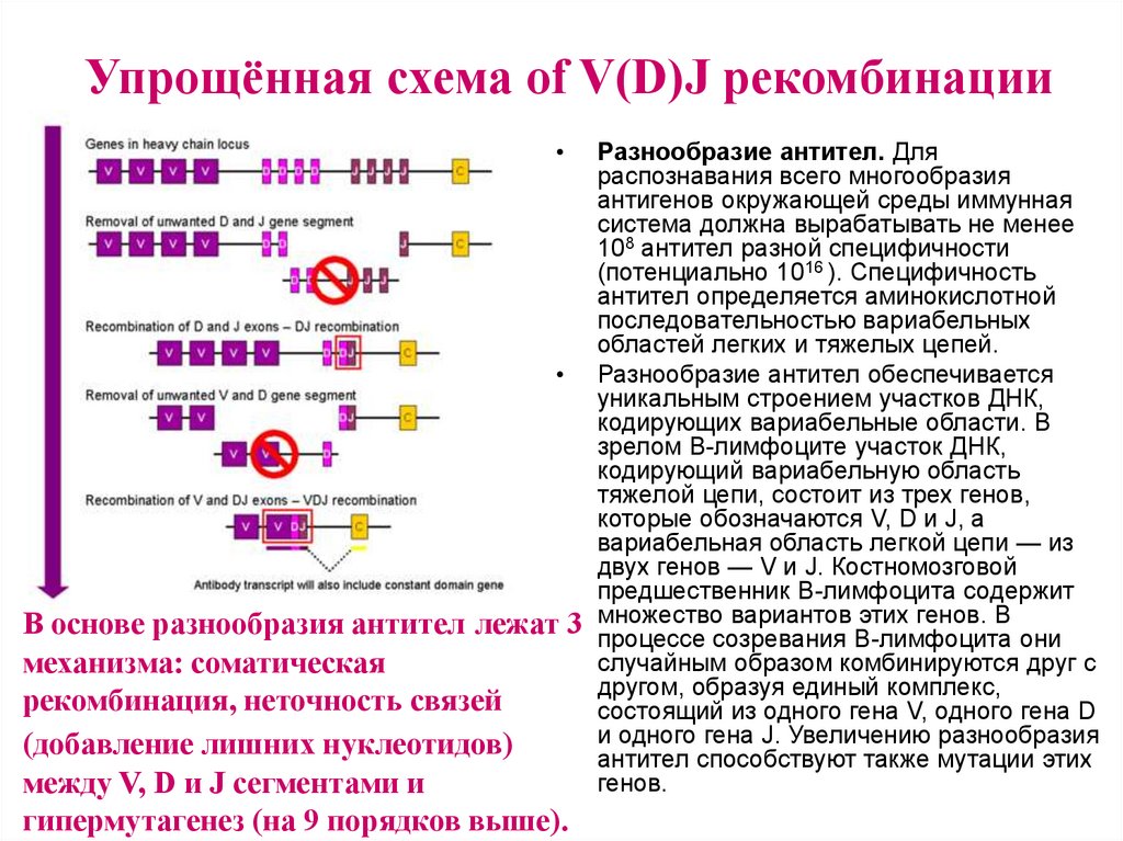 Гибридомная технология и моноклональные антитела презентация