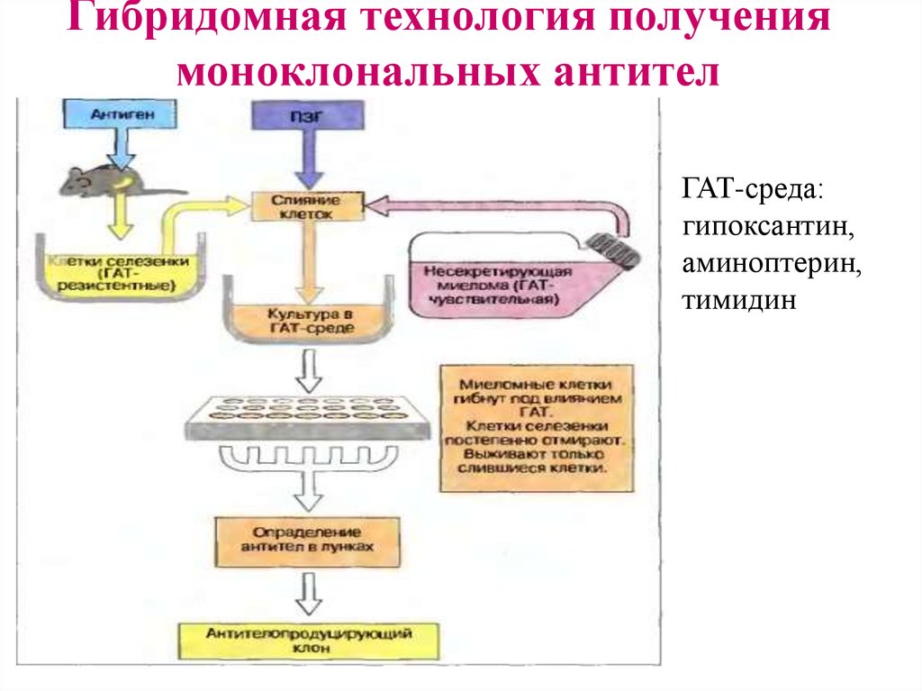 Схема получения моноклональных антител