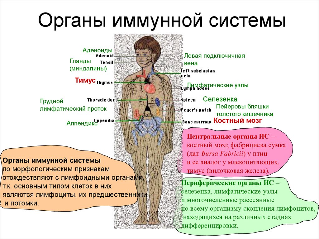 Органы иммунной системы
