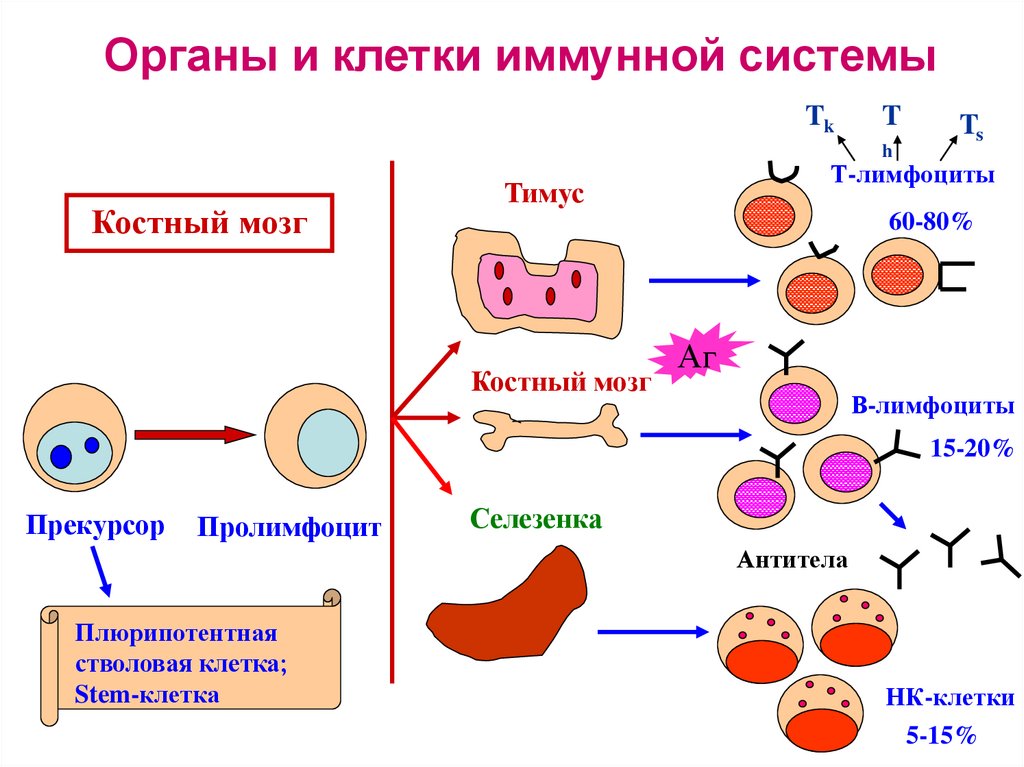 Органы иммунного ответа