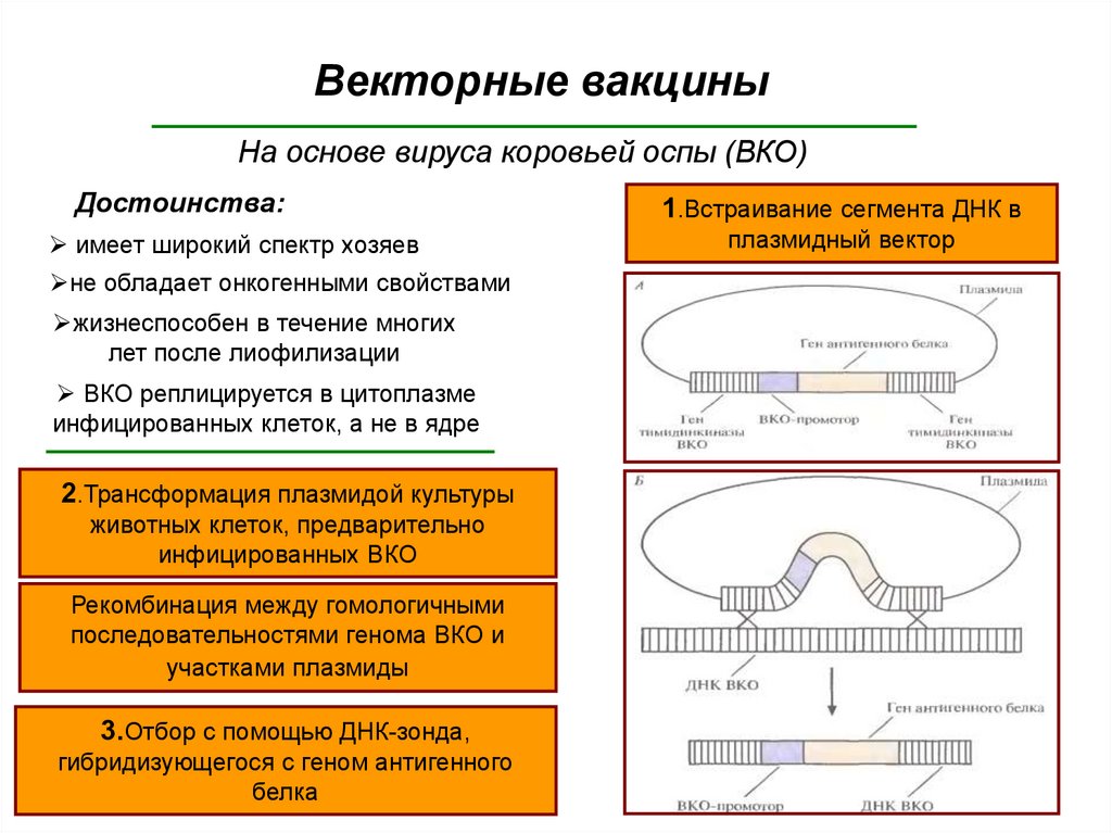 Векторные вакцины презентация