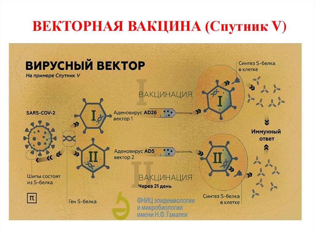 ВЕКТОРНАЯ ВАКЦИНА (Спутник V)