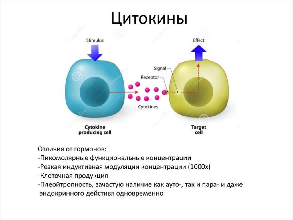 Цитокинового шторма. Цитокины иммунология. Цитокины и клетки. Цитокины строение. Клетки вырабатывающие цитокины.