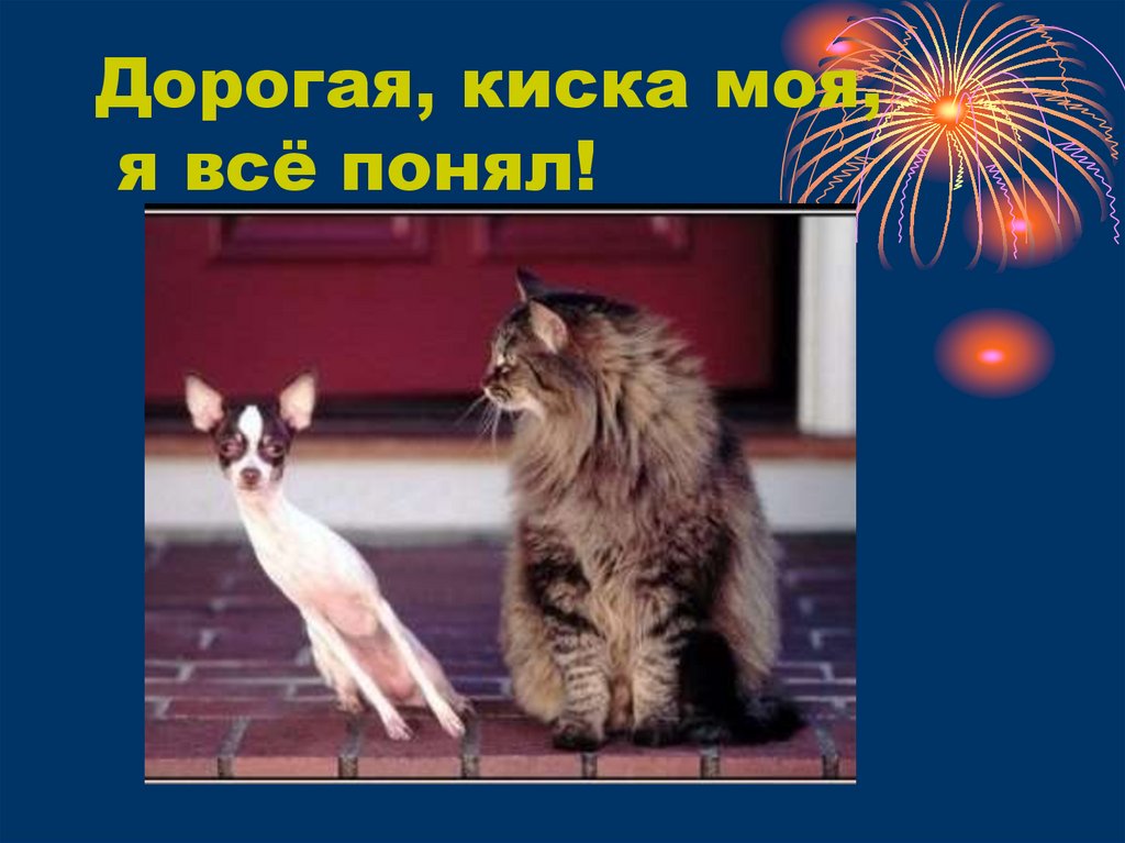 Дорогая, киска моя, я всё понял!