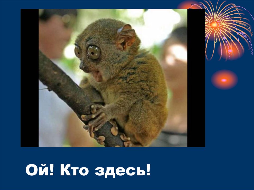 Ой! Кто здесь!