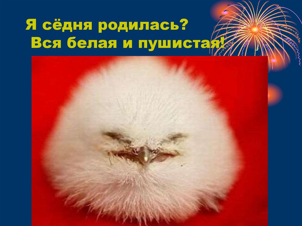 Я сёдня родилась? Вся белая и пушистая!
