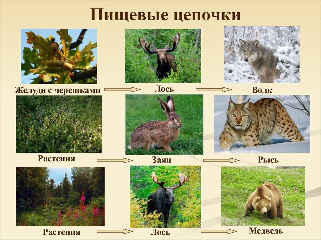 Цепи питания россии. Цепи питания. Цепь питания в тайге. Цепи питания лесных животных. Пищевая цепочка в лесу.
