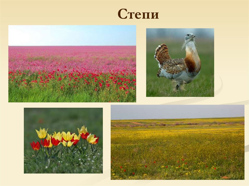 Природное сообщество степь презентация. Зона степей. Растительность степи. Природные зоны России степь. Растения и животные степи.