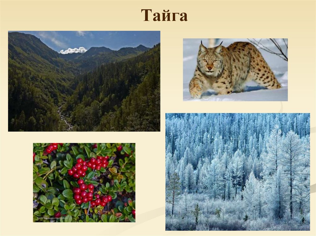 Природная зона тайга 5 класс. Тайга биология. Тайга природная зона 4 класс. Природные зоны Евразии Тайга. Природная зона Тайга растительный мир.