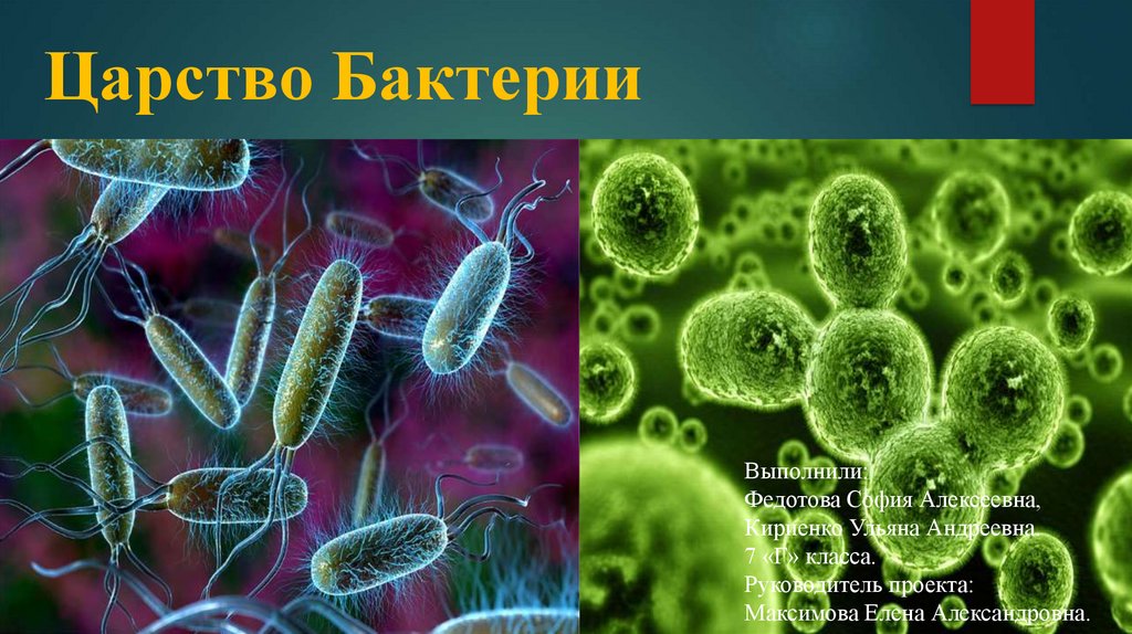 Царство бактерий примеры. Царство бактерий. Особенности царства бактерий. Проект царство бактерий 2 класс.
