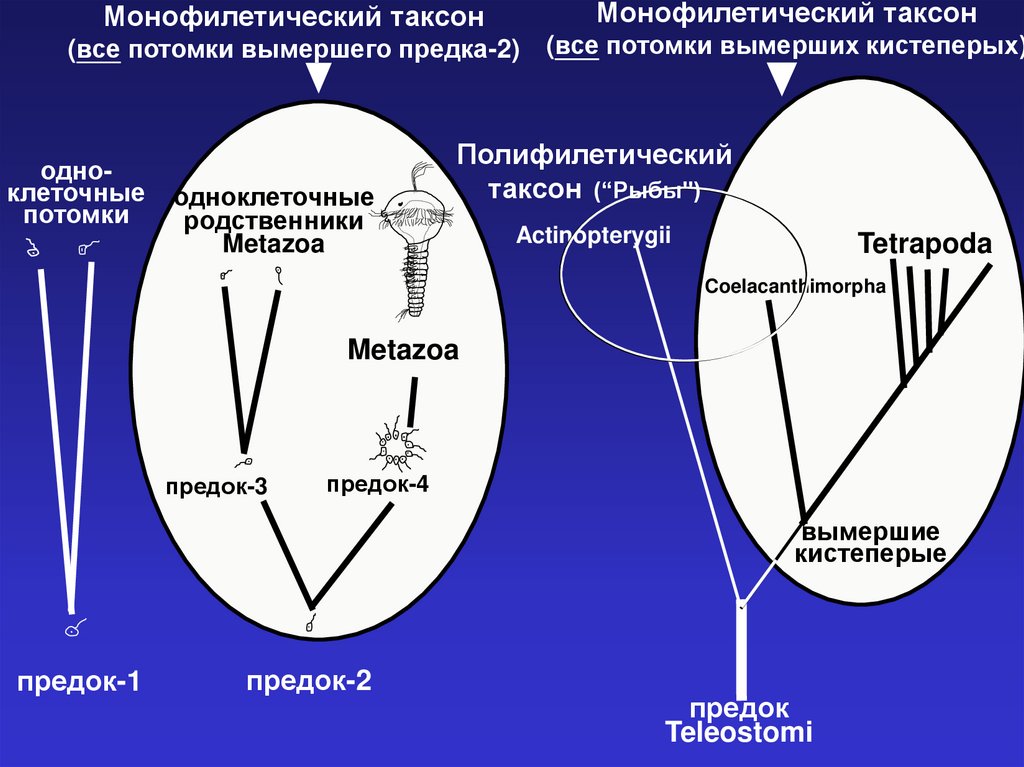 Схема полифилии вейденрейха