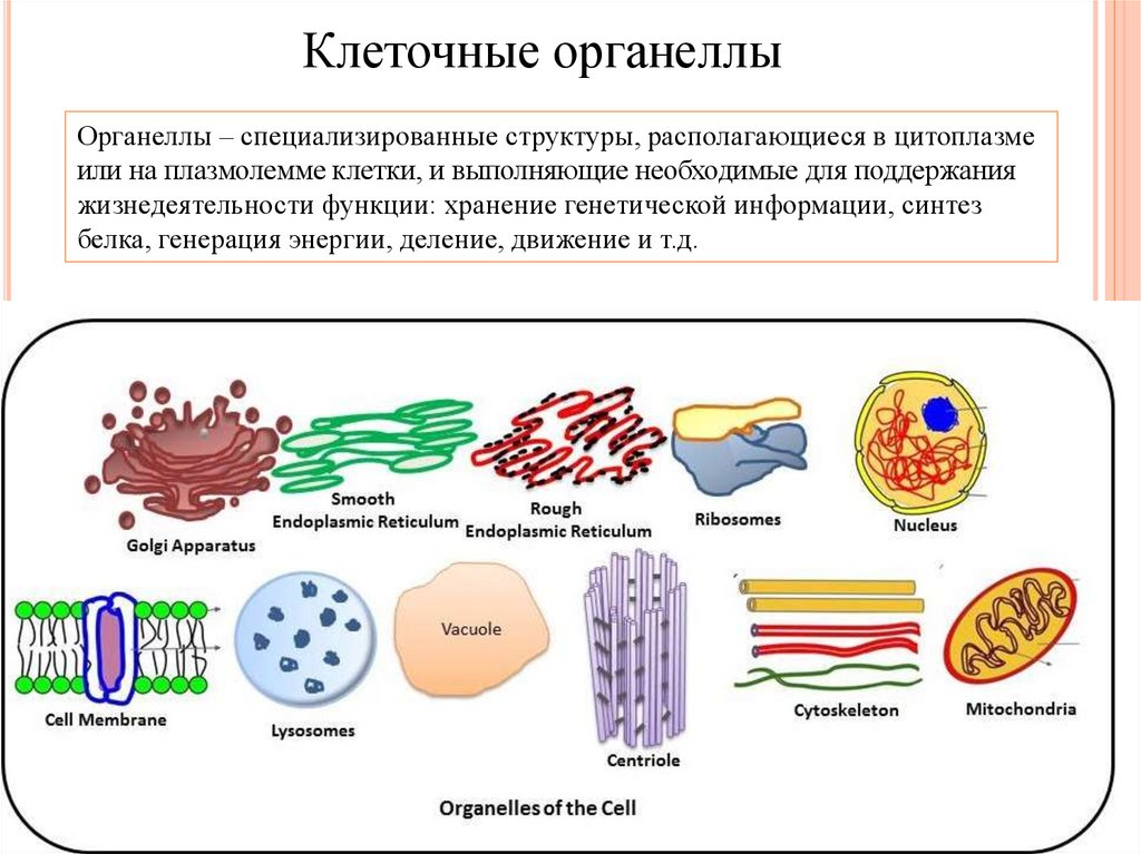 Какие органеллы клетки