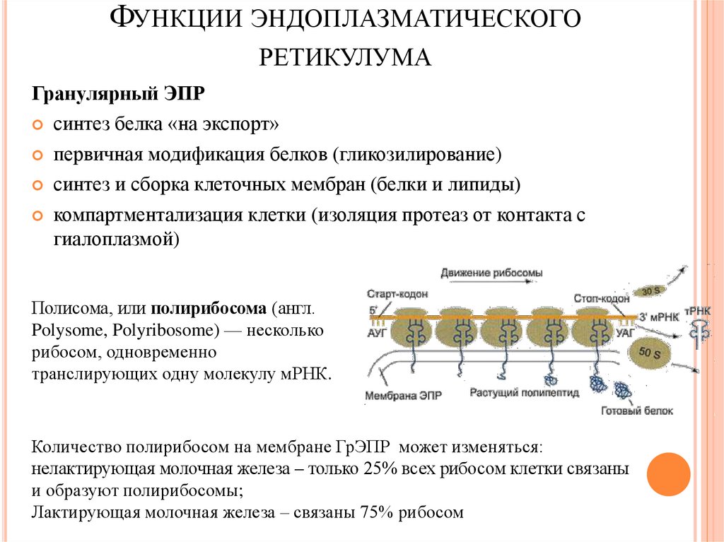 Мембрана эндоплазматического ретикулума