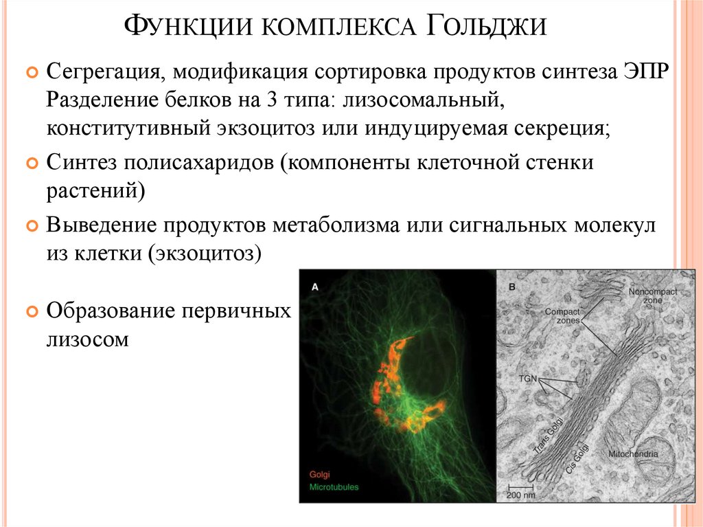 Комплекс функций. Конститутивный экзоцитоз. Модификация лизосомальных белков. Индуцируемый экзоцитоз. Секреция лизосомальных белков.