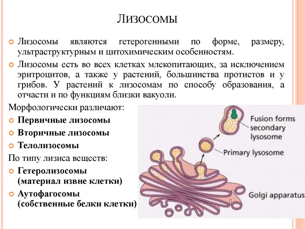 Лизосомы отсутствуют в клетках