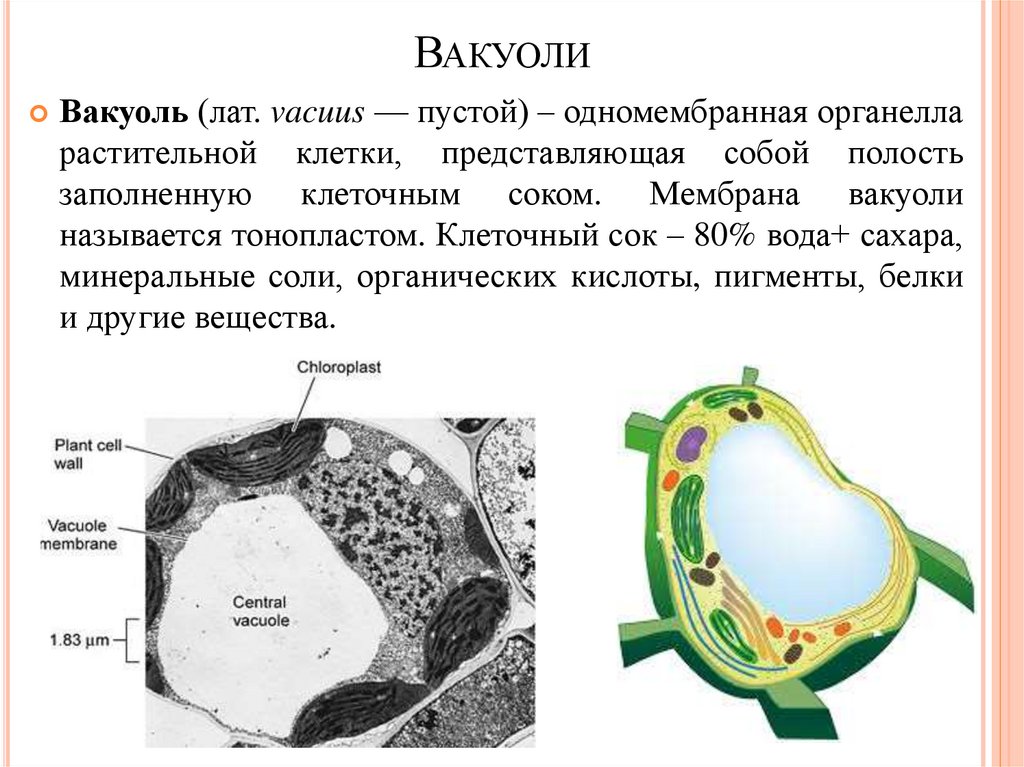 Какое значение вакуоля. Вакуоль растительной клетки. Мембрана вакуоли растительной клетки. Органоид растительной клетки вакуоль. Функции вакуолей в растительной клетке.