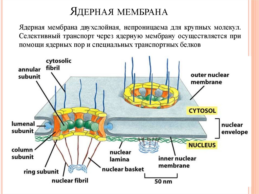 Мембрана поры