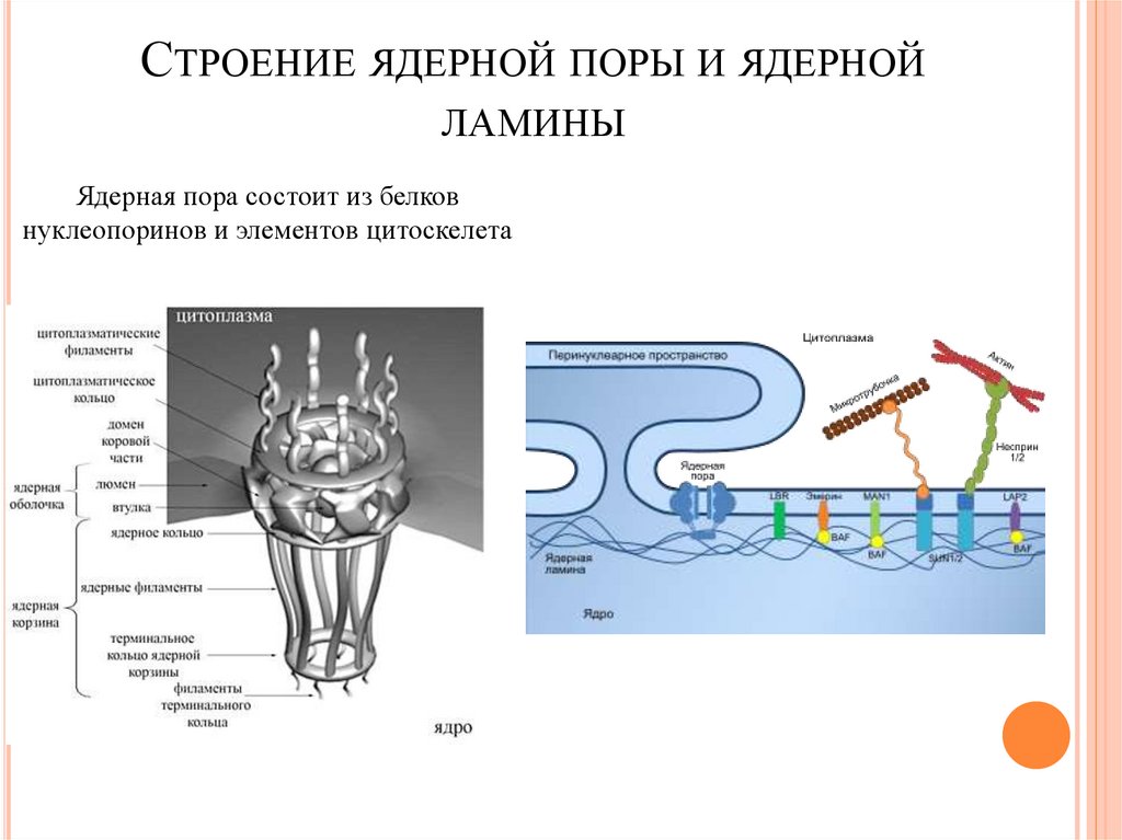 Ядерные поры. Комплекс ядерной поры строение. Компоненты ядерной поры и функции.. Ядерные поры строение и функции. Комплекс ядерной поры строение функции.