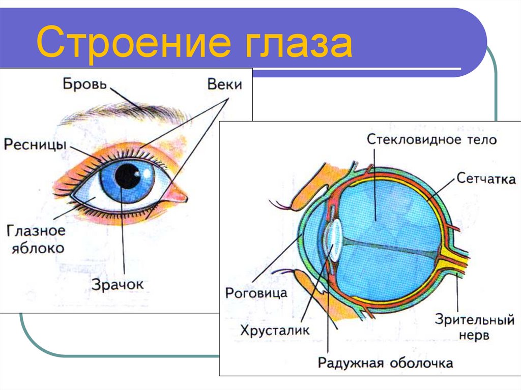 Строение глаза простой рисунок