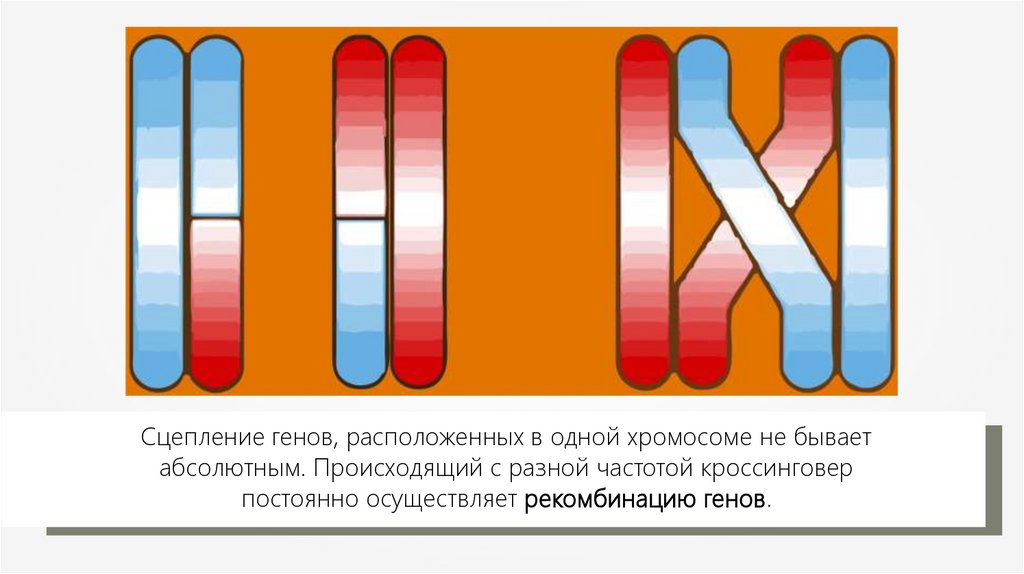 Группа генов расположенных в одной хромосоме. Сцепленные гены. Понятие сцепление генов. Гены – группы сцепления хромосом. Гены одной хромосомы образуют группу сцепления.