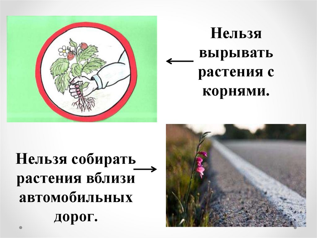 Почему нельзя собирать ягоды. Нельзя собирать травы около дорог. Нельзя собирать растения у дорог. Нельзя вырывать растения с корнем. Нельзя рвать лекарственные растения.