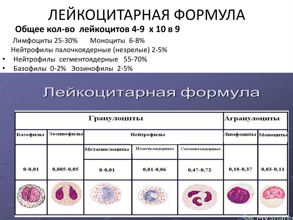 Изменение количества лейкоцитов в крови. Лейкоциты фагоциты лейкоцитарная формула. Лейкоцитарная формула лимфоциты. Лейкоцитарная формула моноциты. Лейкоцитарная формула нейтрофилы норма.