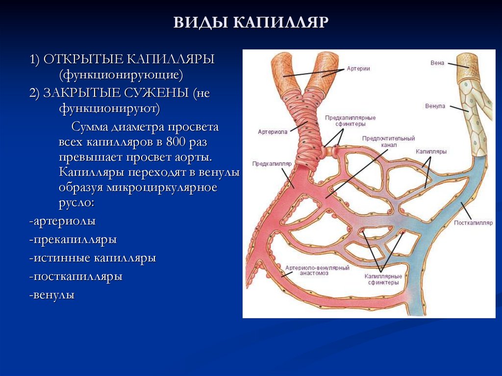 Стенки капилляров