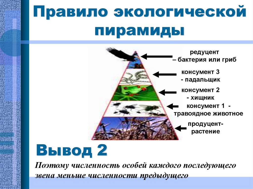 Консументы используют энергию. Правило экологической пирамиды.