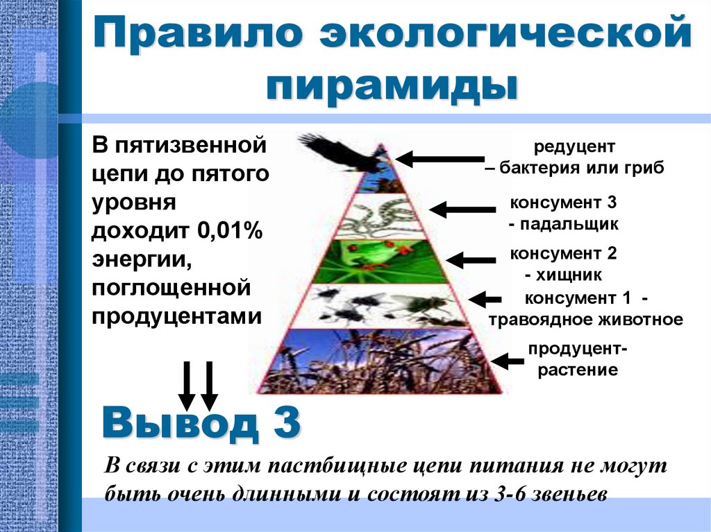 5 правил эколога. Правило экологической пирамиды. Экологическая пирамида. Правило пирамиды экология. Экологическая пирамида задания.